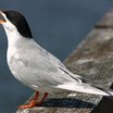 Forster's Tern